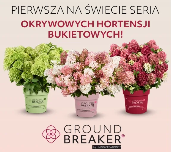 hortensje Groundbreaker