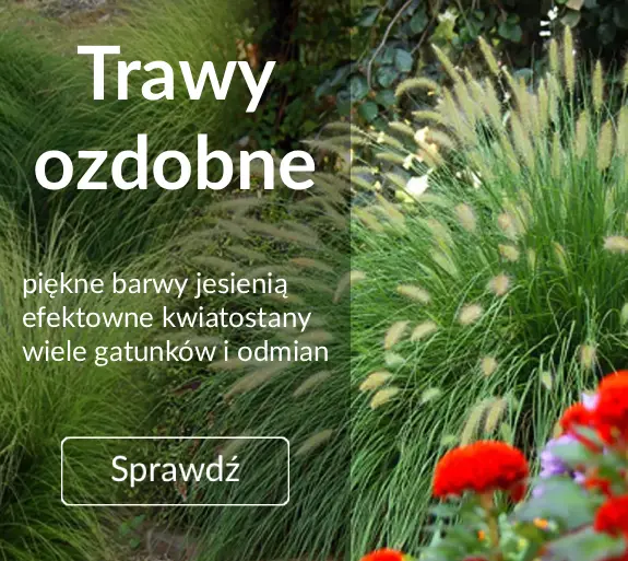 Trawy ozdobne