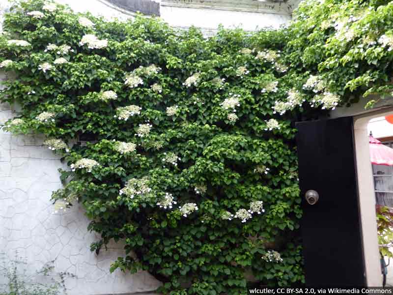 hortensja-pnaca-sadzonki