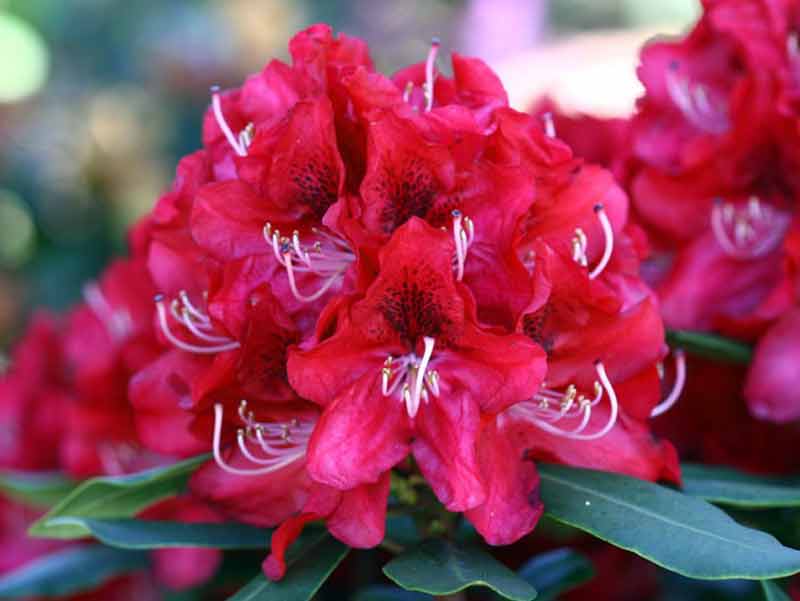 rododendron-czerwony-karl-neue-kwiaty