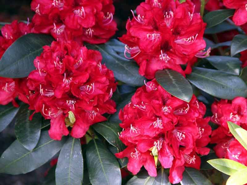 rozanecznik-karl-neue-kwiaty