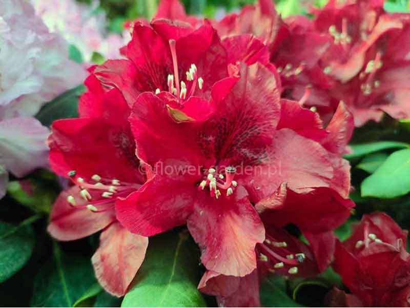 rododendron-czerwony-matador-kwiaty