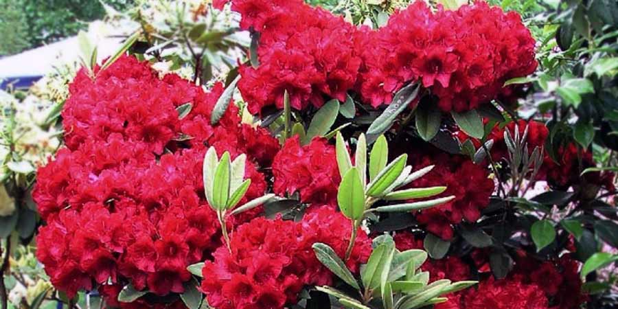 rozanecznik-dotella-kwiaty