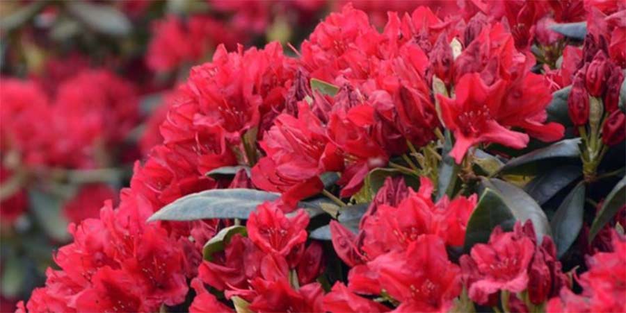 rozanecznik-ktaragona-kwiatostan