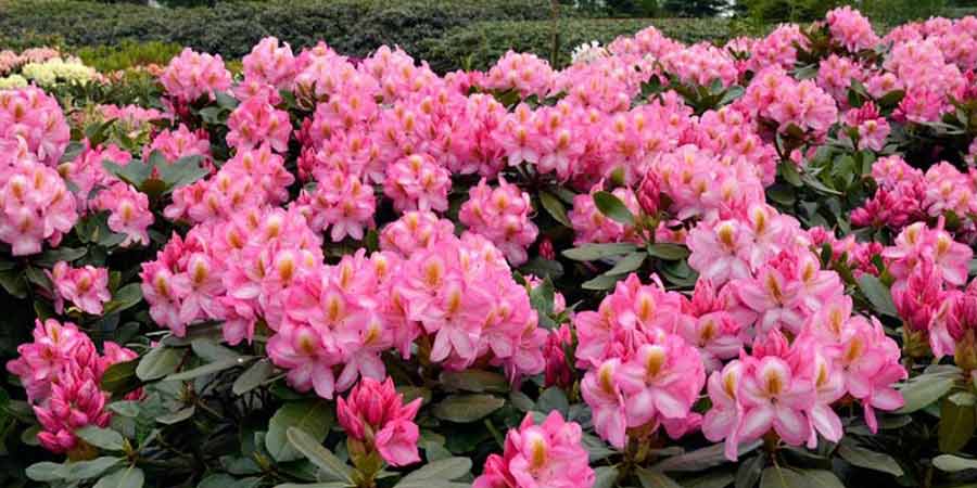 rozanecznik-arkadius-kwiaty