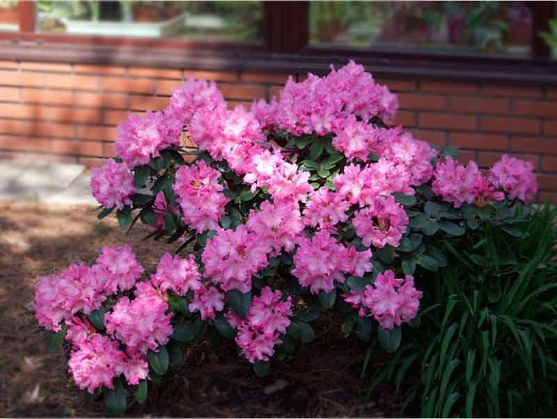 rozanecznik-rodrigo-sadzonka