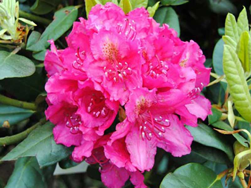 rododendron-pearces-american-beauty-kwiaty