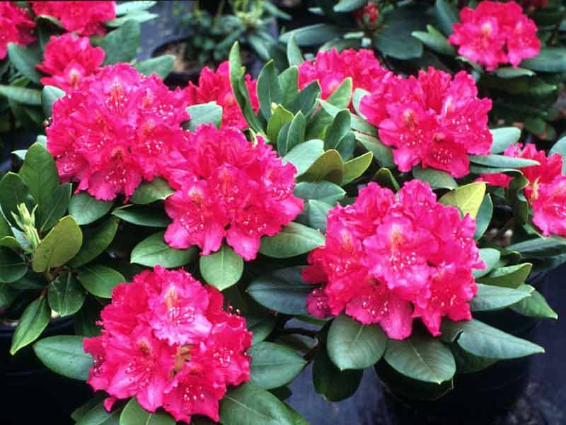 rozanecznik-pearces-american-beauty-kwitnienie