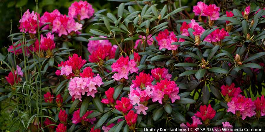 rozanecznik-kalinka-kwiaty