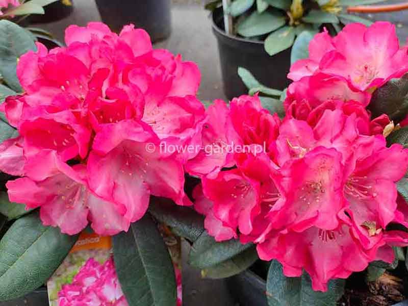 rododendron-fantastica-sadzonki