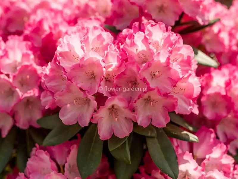 rozanecznik-fantastica-katy