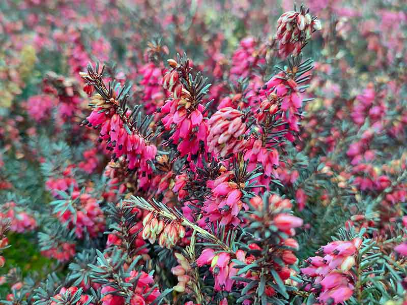 rododendron-stanowisko