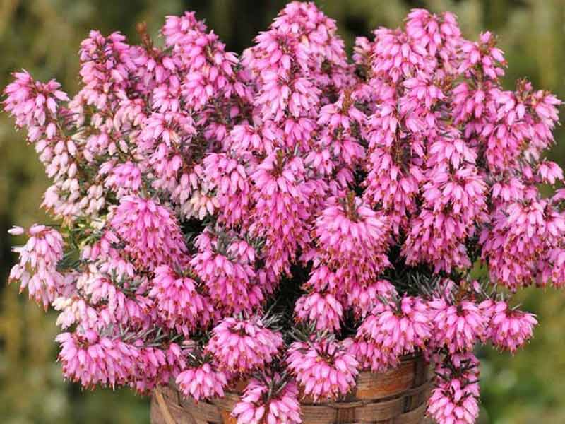 rozanecznik-kwitnienie