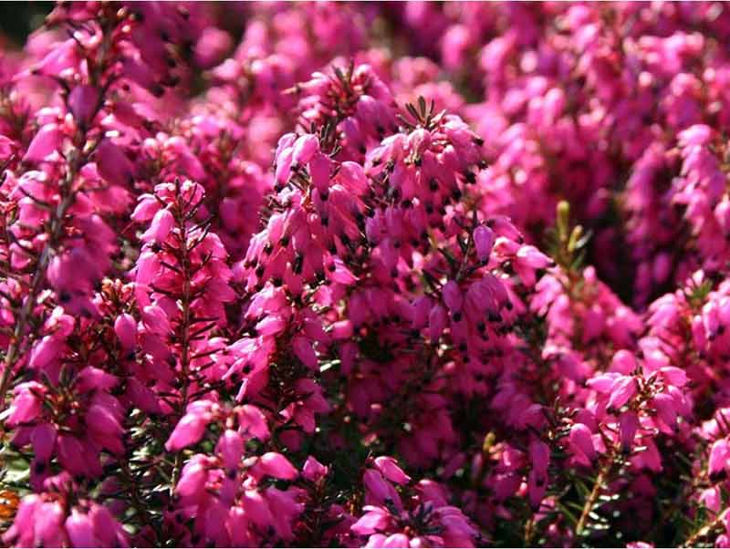 rozanecznik-kwitnienie