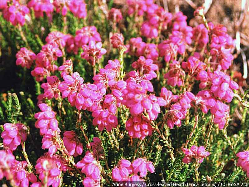 rododendron-stanowisko
