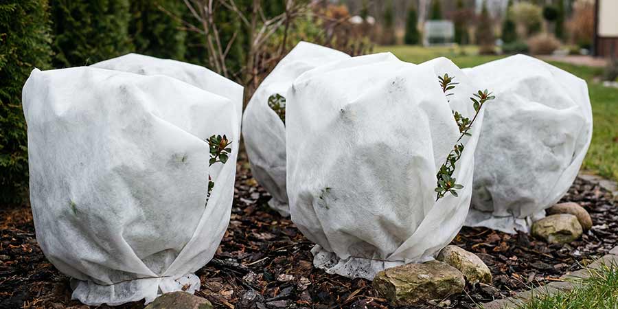 azalie japońskie okryte agrowłóknina na zimę
