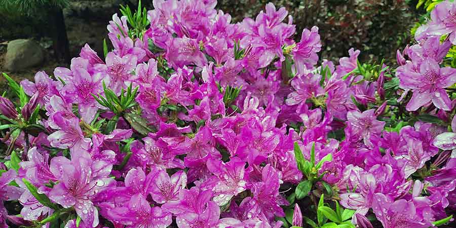 azalia japońskia o fioletowych kwiatach