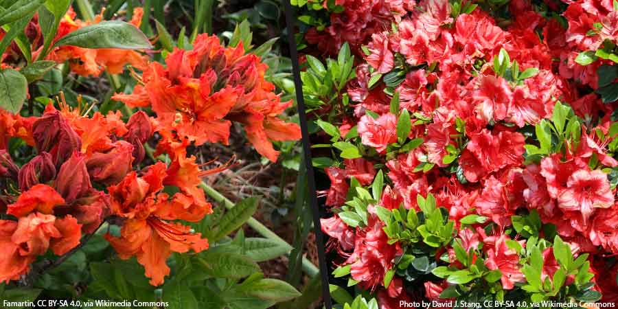 porównanie wielkości kwiatów azalii wielkokwiatowej i japońskiej