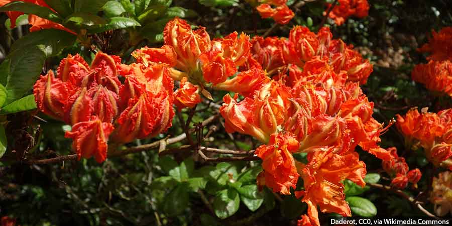 azalia wielkokwiatowa z pąkami kwiatowymi latem