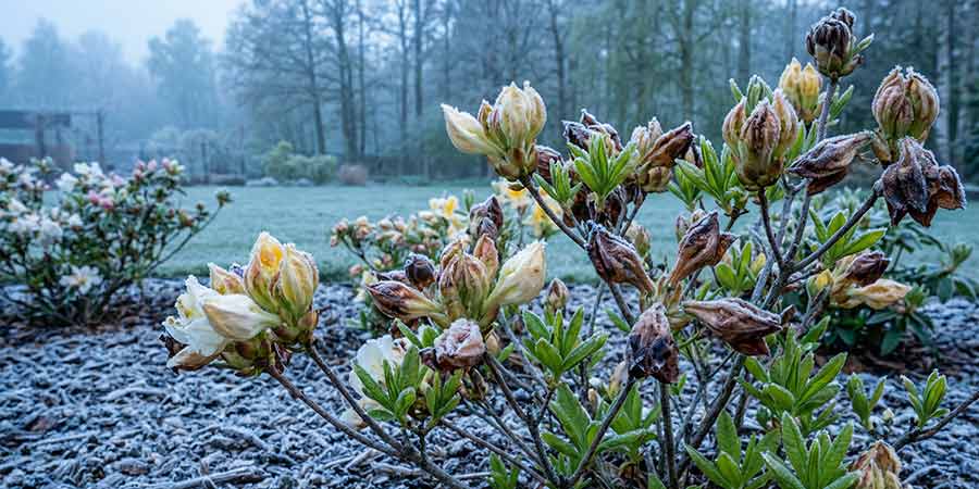 azalia wielkokwiatowa z pąkami kwiatowymi uszkodzonymi przez przymrozek