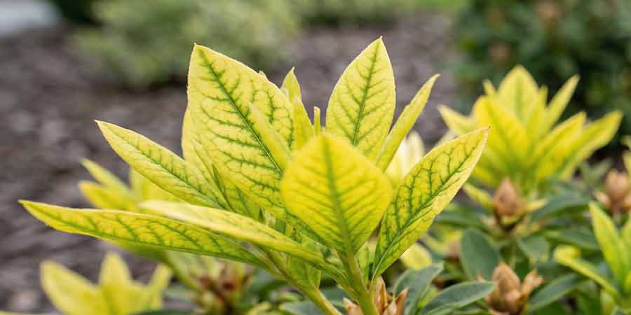 Chloroza na liściach azalii wielkokwiatowej