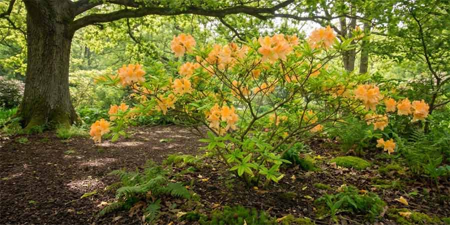 azalia wielkokwiatowa w idealnym stanowisku – jasny półcień pod koroną drzew liściastych
