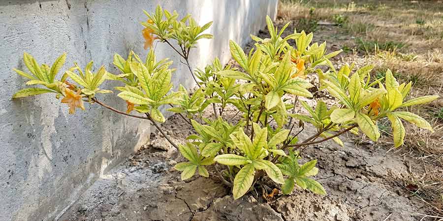 błąd przy wyborze stanowiska – azalia posadzona przy betonowym murze, żółknące liście
