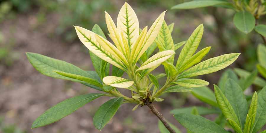 chloroza żelazowa azalii – żółte liście z zielonymi nerwami