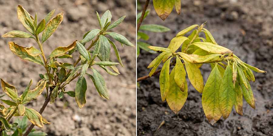 błędy w podlewaniu azalii - porównanie przelania i przesuszenia azalii wielkokwiatowej