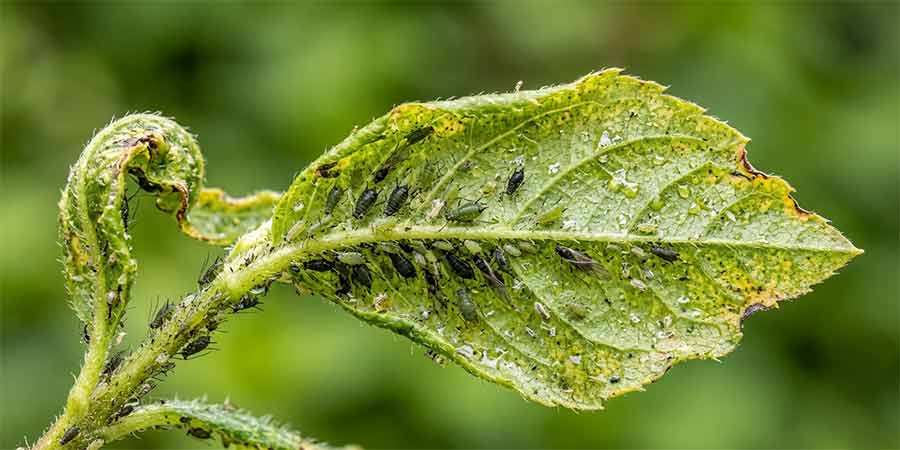 mszyce na azalii wielkokwiatowej – zaatakowane liście