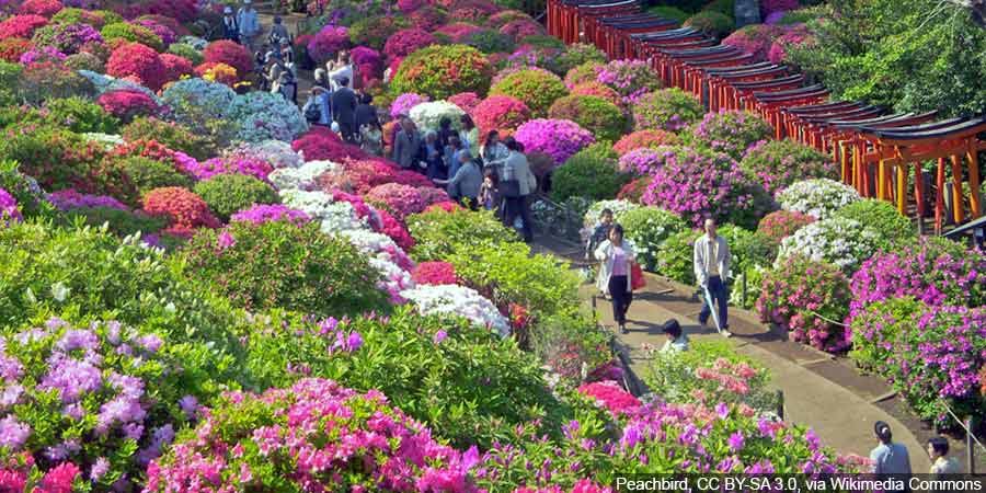 ścieżka z azaliami japońskimi w Japonii