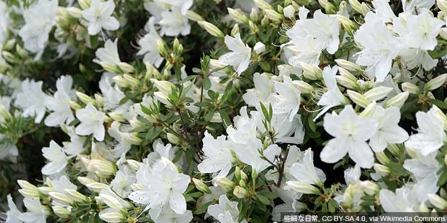 białe azalie japońskie w pełni kwitnienia