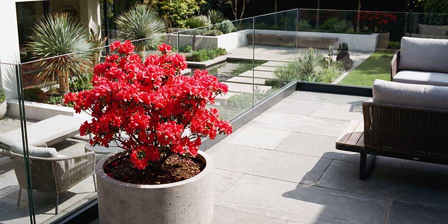 azalia japońska o czerwonych kwiatach w donicy na tarasie