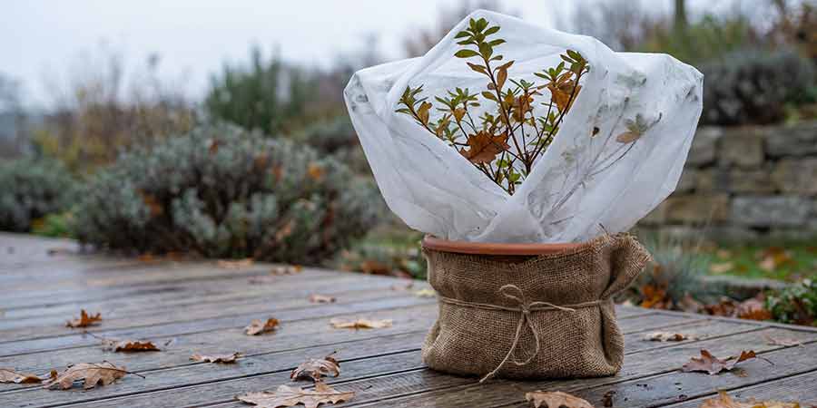 azalia japońska w donicy okryta agrowłókniną na zimę