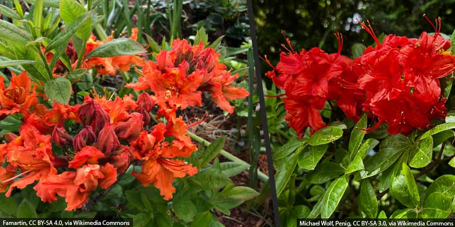 azalie wielkokwiatowe mrozoodporne – porównanie kwiatów azalii 'Gibraltar' i 'Fireball'