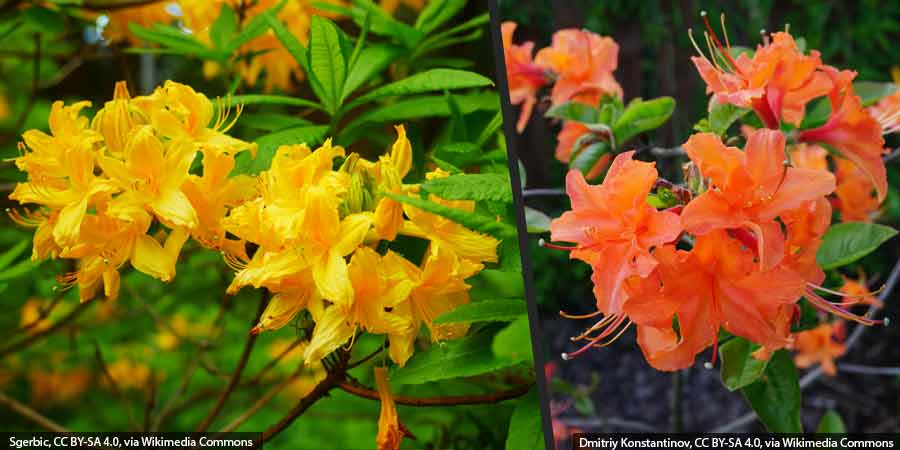 azalie wielkokwiatowe mrozoodporne – porównanie kwiatów azalii 'Golden Lights' i 'Mandarin Lights'