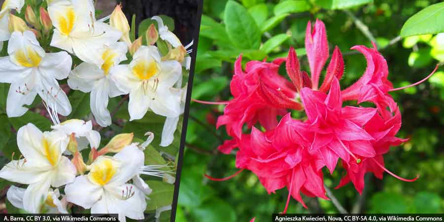azalie wielkokwiatowe mrozoodporne – porównanie kwiatów azalii 'Persil' i 'Homebush'