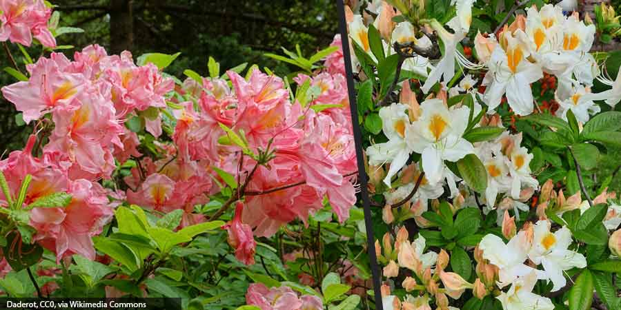 azalie wielkokwiatowe mrozoodporne – porównanie kwiatów azalii 'Cecile' i 'Schneegold'
