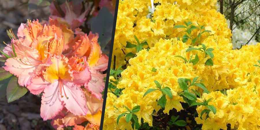 azalie wielkokwiatowe mrozoodporne – porównanie kwiatów azalii 'Venus' i 'Anneke'