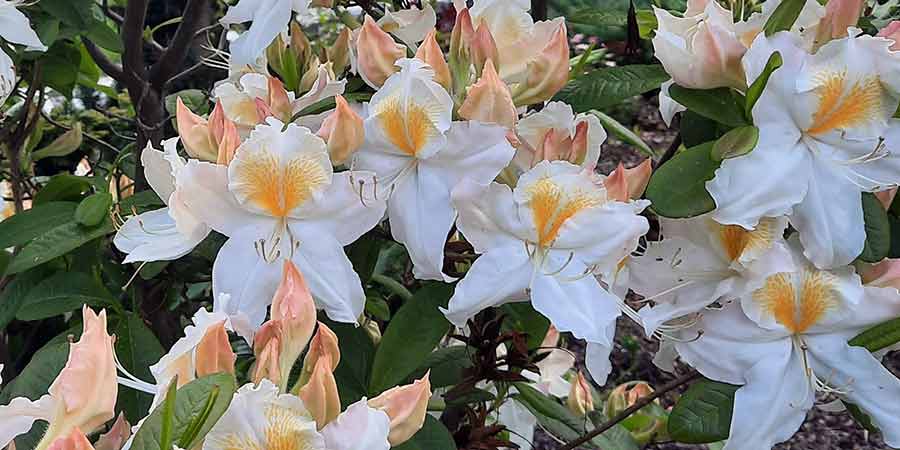 azalia wielkokwiatowa Schneegold – zbliżenie na kwiaty