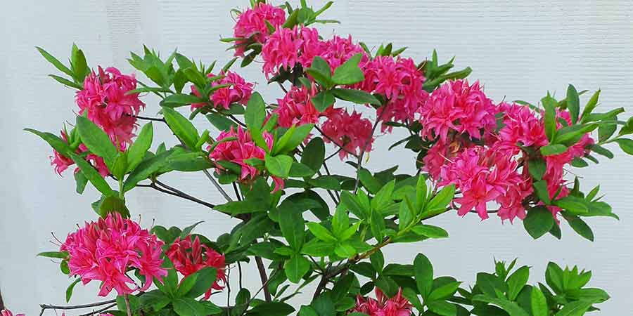 azalia wielkokwiatowa Homebush – kwitnący krzew na tle ściany