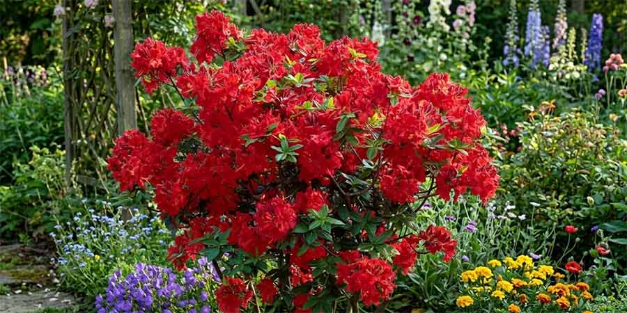 azalia wielkokwiatowa Nabucco – płomiennoczerwone kwiaty