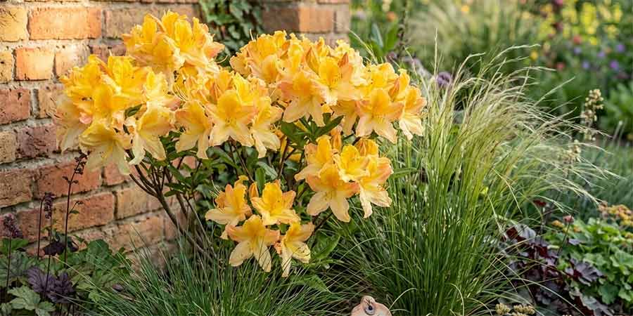 azalie wielkokwiatowa Iya kwitnąca w ogrodzie – kwiaty na tle ściany z cegieł