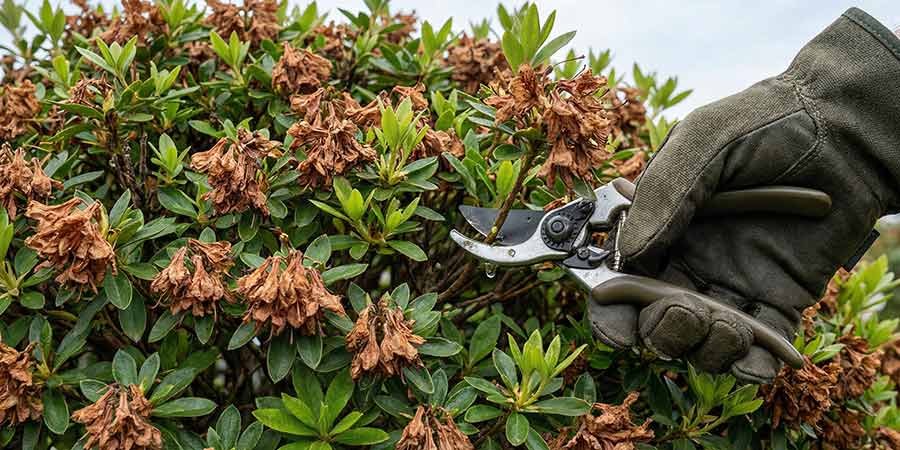 przycinanie przekwitłych kwiatostanow azalii japońskiej