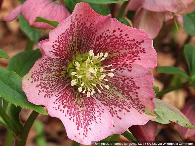 Kwiaty ciemiernika występują w niesamowitych barwach