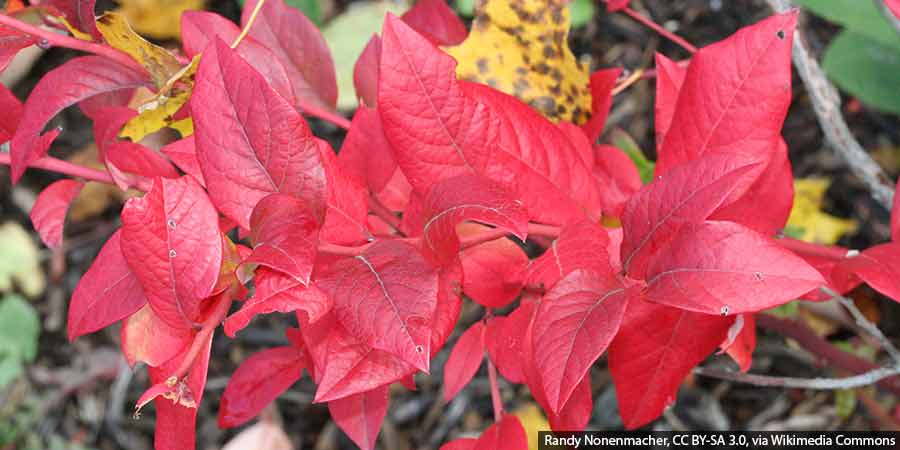 Intensywnie czerwone liście borówki amerykańskiej to też ozdoba