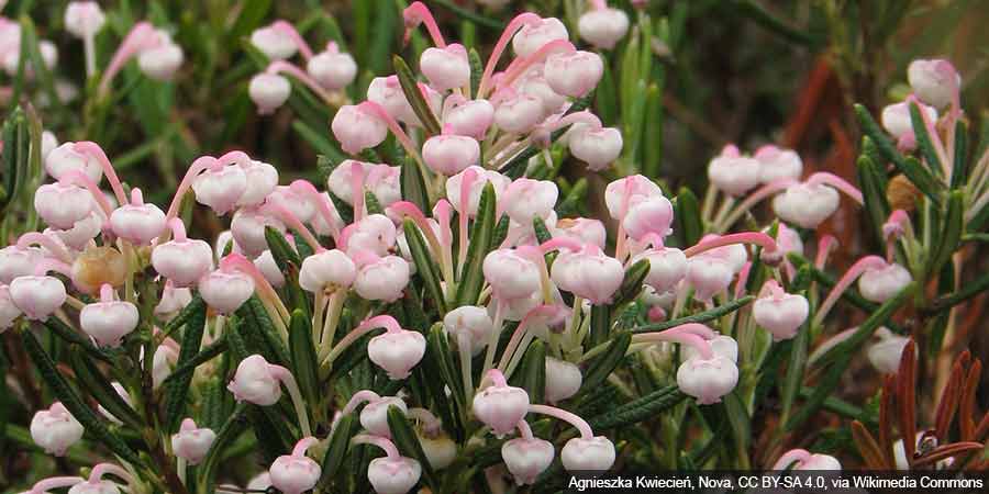 Dzwonkowate kwiaty modrzewnicy pospolitej 'Compacta'