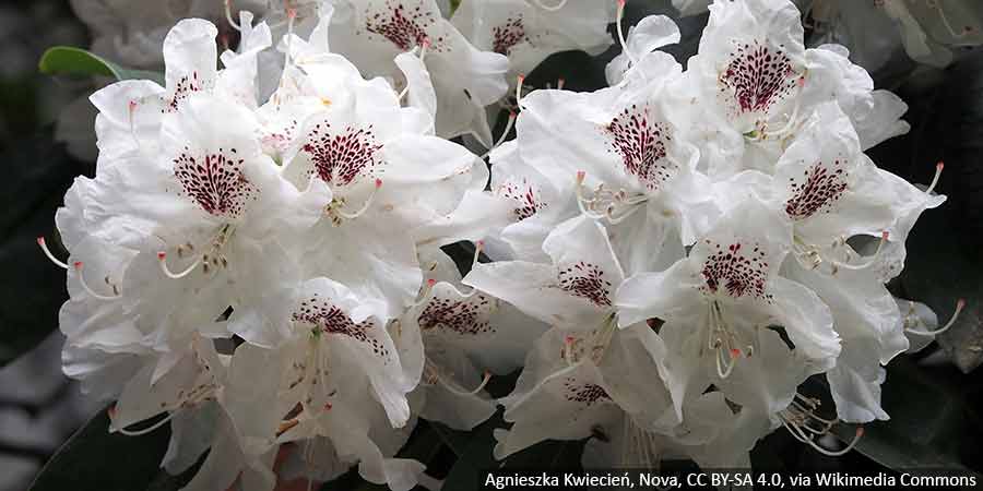 rozanecznik-bialy-sadzonki