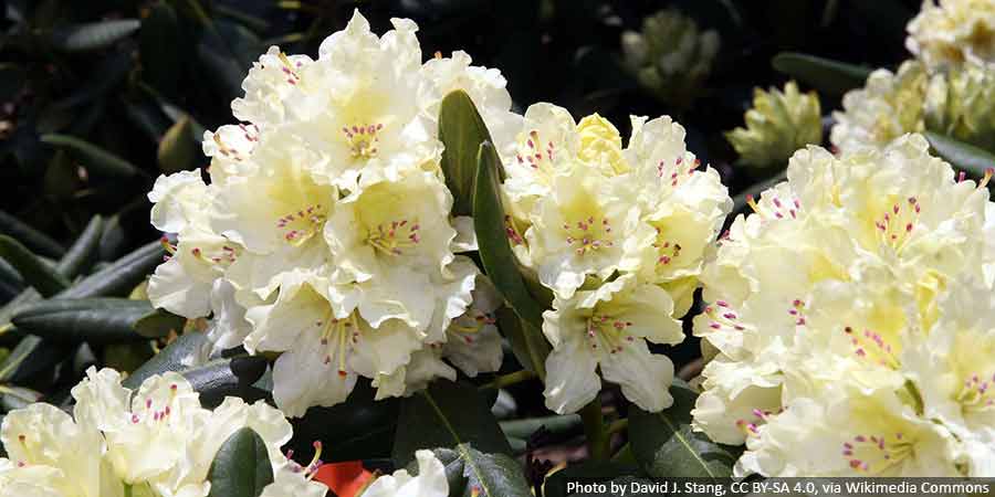 rozanecznik-zolty-sadzonki