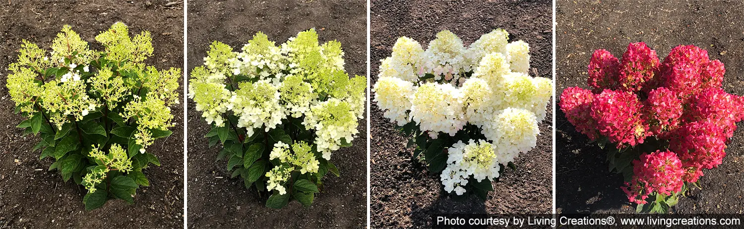 hortensja bukietowa Living 'Little Rosy' - jak zmienia się barwa kiwatów w ciągu roku